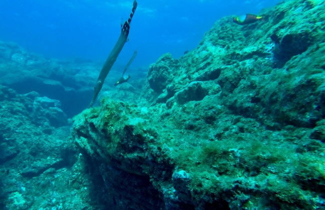 Paseo en barco por las lenguas de lava de Costa Adeje + Snorkel - Foto 5