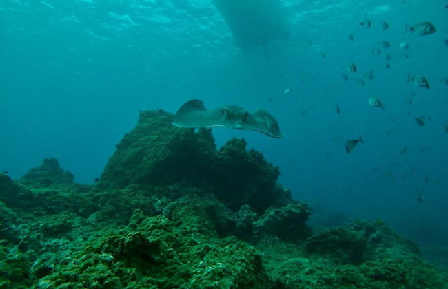Paseo en barco por las lenguas de lava de Costa Adeje + Snorkel - Foto 6