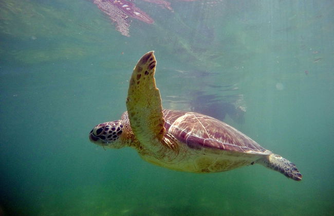 Excursión a Tulum y Akumal + Snorkel en cenote maya - Foto 4