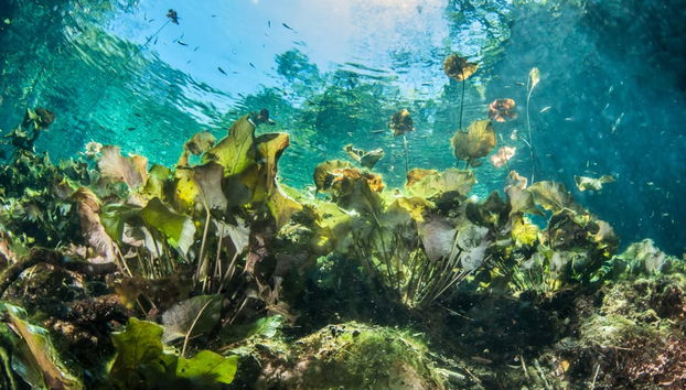 Excursion à Tulum et Akumal + Snorkeling dans un cenote maya - Photo 3