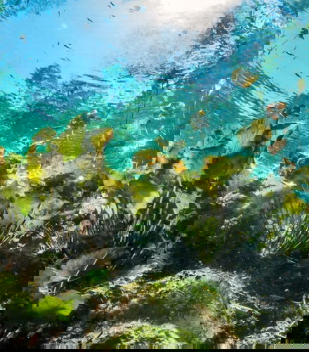 Bild - Tulum &amp; Akumal Day Trip + Snorkelling in a Mayan Cenote