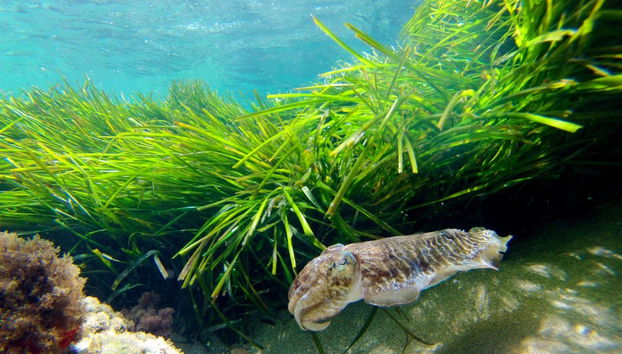 Kayak en el Cabo de Gata - Foto 2