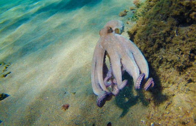 Kayak en el Cabo de Gata - Foto 11