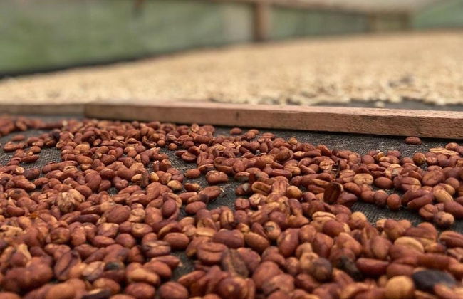 Visita a la finca El Ocaso - Foto 4