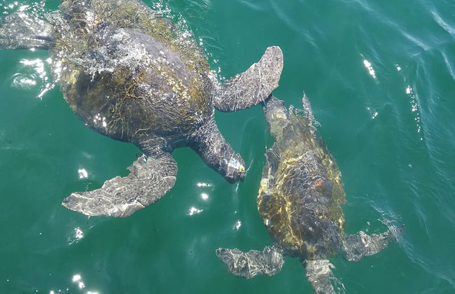 Mánorca Day Trip + Swimming with Turtles - Foto 4