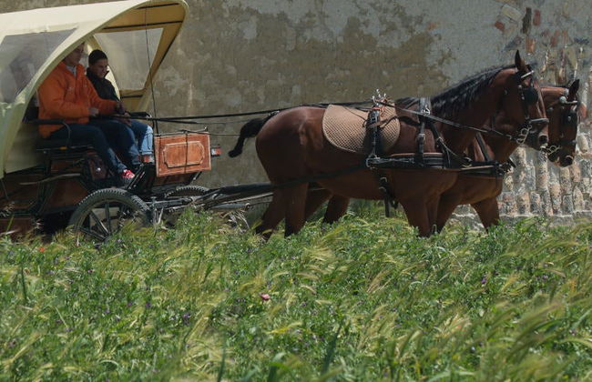 Visita guiada pela fazenda de Matallana - Foto 8