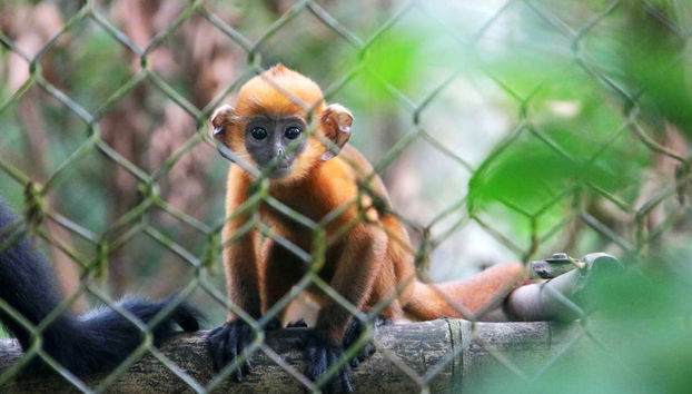 Excursión a Ninh Binh: Hoa Lu, Mua Cave y Reserva Natural de Van Long - Foto 5
