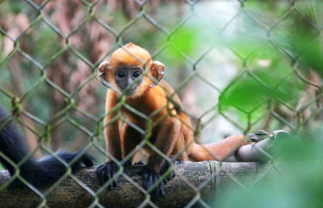 Ninh Binh Day Trip: Hoa Lu, Mua Cave & Van Long Natural Reserve - Foto 5