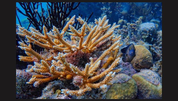 Providencia Island Boat Tour - Foto 5