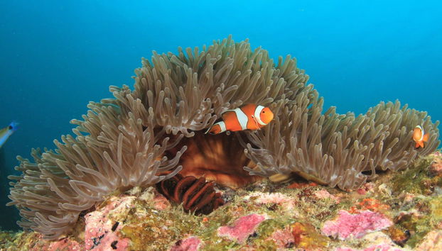 Shipwreck & Coral Reef Tour - Foto 3