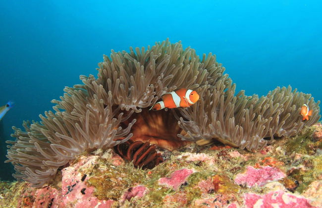 Shipwreck & Coral Reef Tour - Foto 3