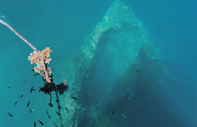 Shipwreck & Coral Reef Tour - Foto 1