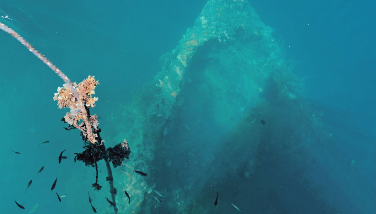 Shipwreck & Coral Reef Tour - Foto 1