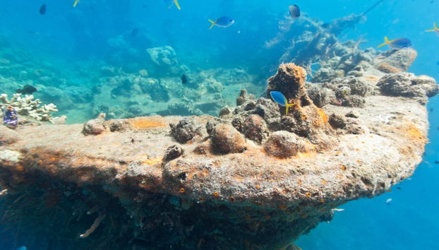 Shipwreck & Coral Reef Tour - Foto 2