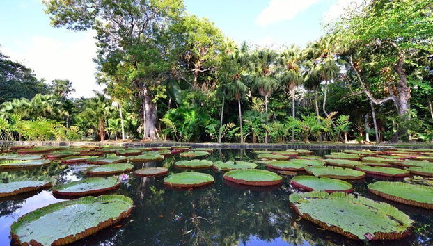Port Louis & Pamplemousses Private Day Trip - Photo 3