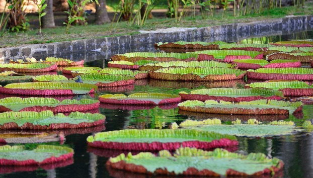 Port Louis & Pamplemousses Private Day Trip - Photo 4