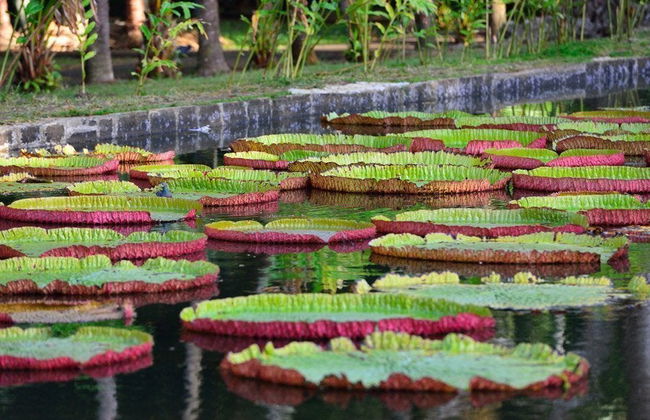 Excursão privada a Port Louis e Pamplemousses - Foto 4