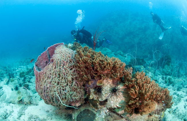 Buceo en Koh Chang - Foto 1