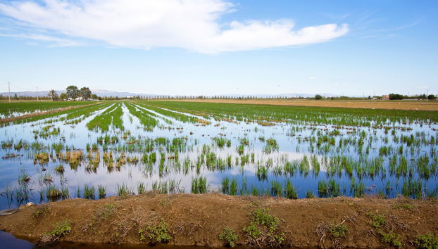 Ebro Delta Horse Riding Tour - Foto 5
