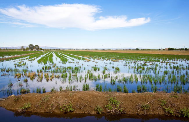 Passeggiata a cavallo al Delta dell'Ebro - Foto 5