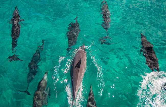 Oahu Dolphin or Turtle Watching & Snorkeling - Photo 3