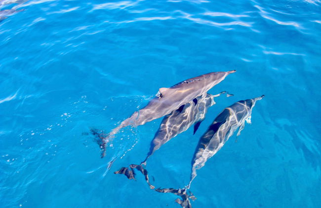 Oahu Dolphin or Turtle Watching & Snorkeling - Photo 4