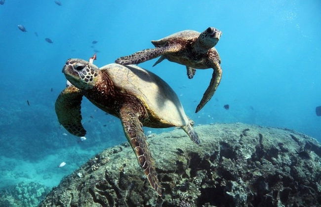 Observation de dauphins ou tortues à Oahu + Snorkeling - Photo 8