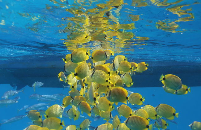 Oahu Dolphin or Turtle Watching & Snorkeling - Photo 7