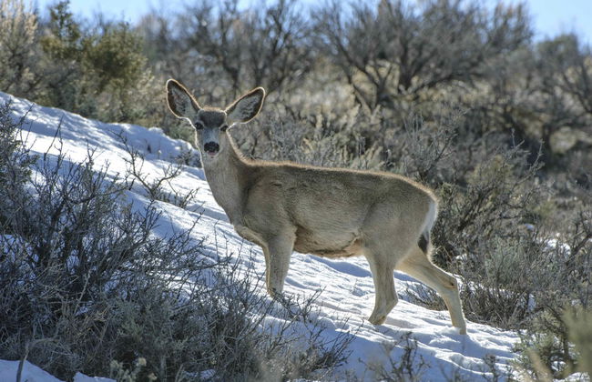 Day Trip to Mt. Charleston - Foto 2