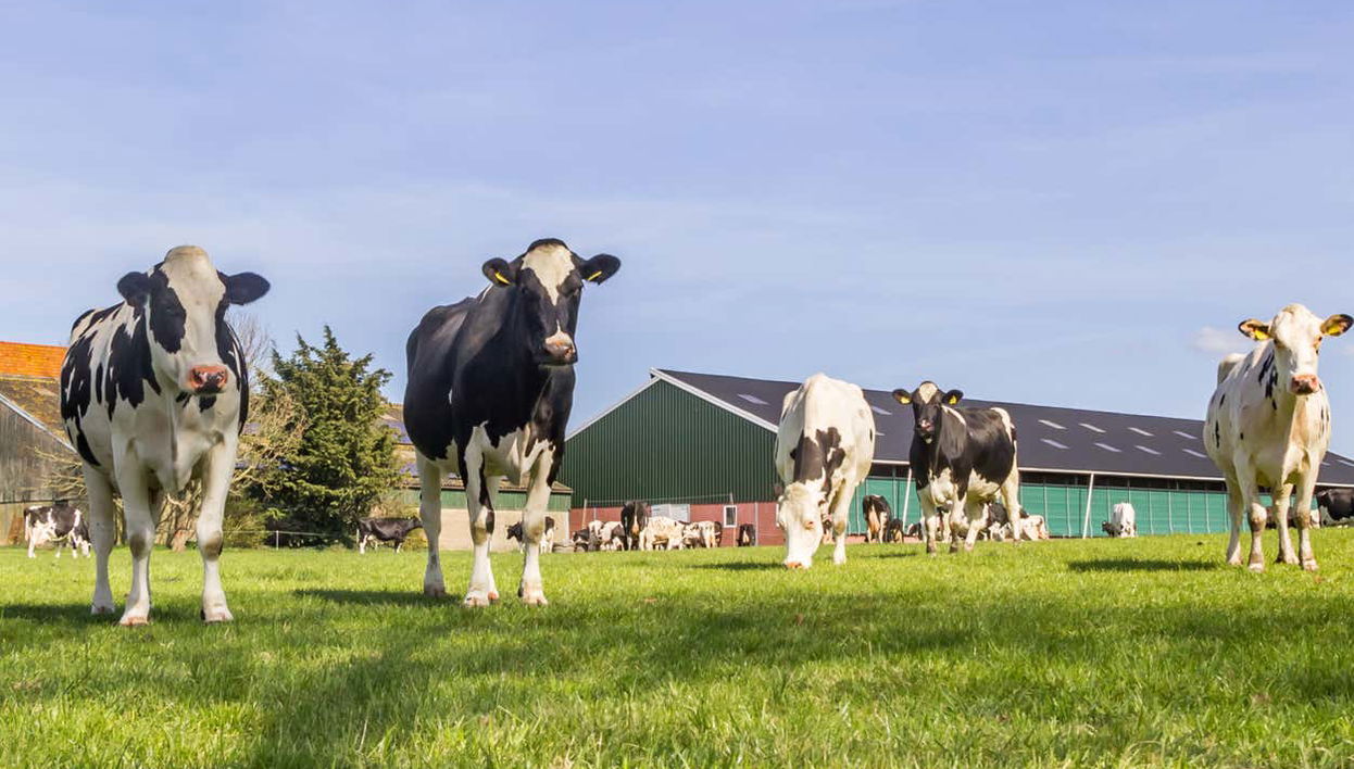 Balade à vélo dans la campagne hollandaise - Photo 1