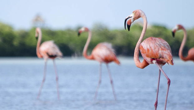 Isla Holbox Day Trip - Foto 5