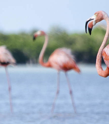 Photo – Isla Holbox Day Trip