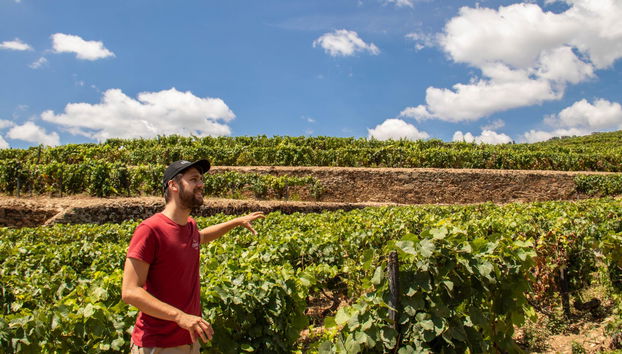 Tour de viñedos y bodegas por el Valle del Duero - Foto 5