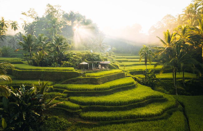 Bedugul and Tanah Lot Private Tour - Photo 3
