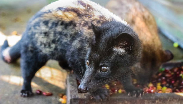 Visite privée aux lacs et temples de Bedugul et de Tanah Lot - Photo 2