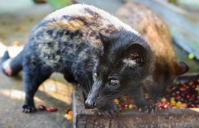 Bedugul and Tanah Lot Private Tour - Photo 2
