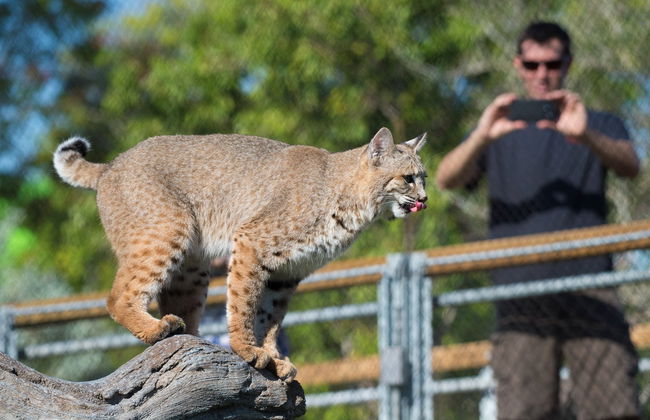 Entrance Ticket to Zoo Miami - Foto 3