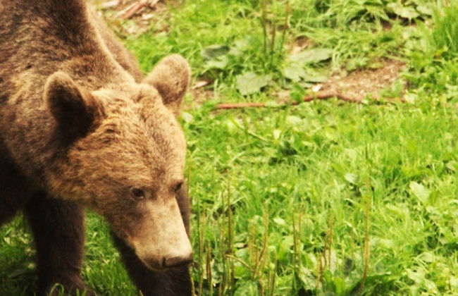 Avistamiento de osos en los Cárpatos rumanos - Foto 8