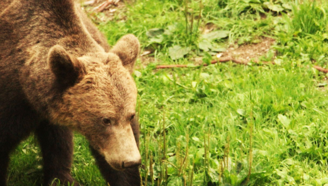 Bear Watching in the Romanian Carpathians
