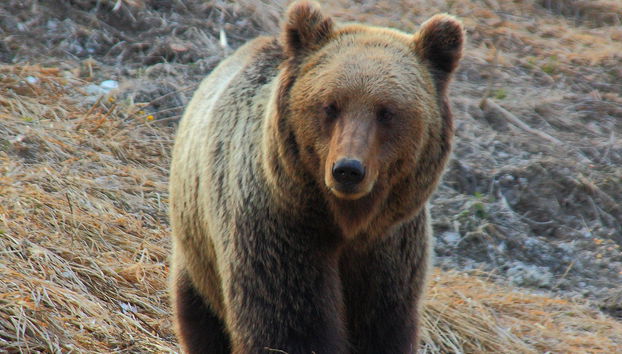 Bear watching in the Romanian Carpathians