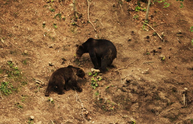 Avistamiento de osos en los Cárpatos rumanos - Foto 2