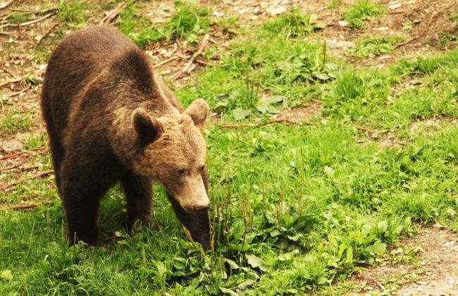 Avistamiento de osos en los Cárpatos rumanos - Foto 6