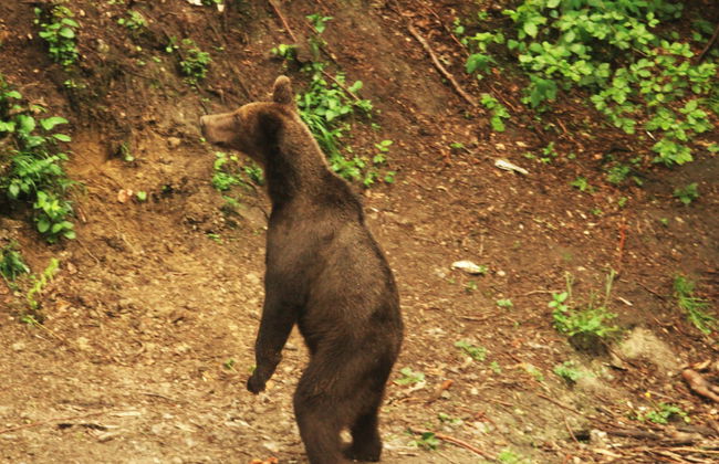Avistamiento de osos en los Cárpatos rumanos - Foto 7