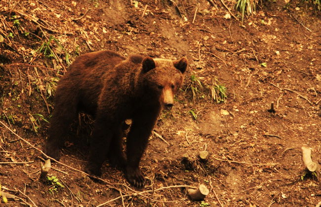 Avistamiento de osos en los Cárpatos rumanos - Foto 4