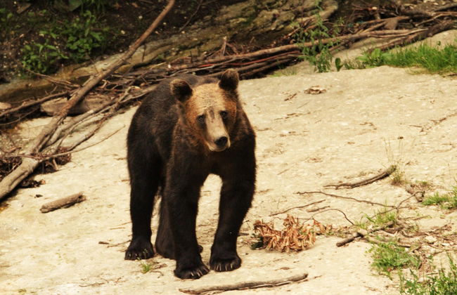 Avistamiento de osos en los Cárpatos rumanos - Foto 3