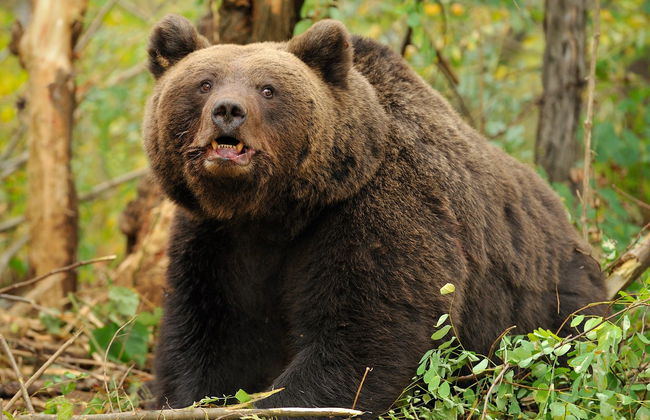 Avistamiento de osos en los Cárpatos rumanos - Foto 5