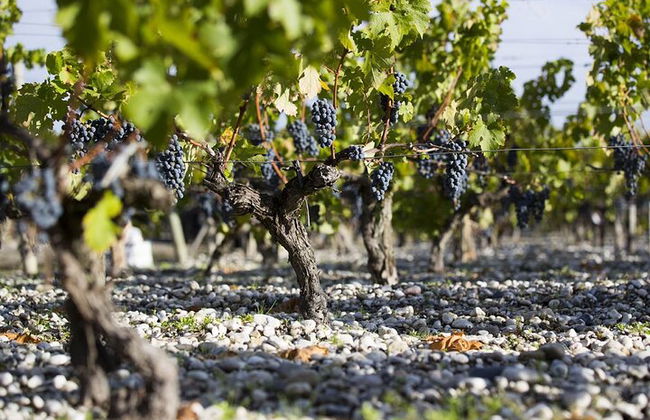 Tour privado a Pessac Léognan e Graves - Foto 8