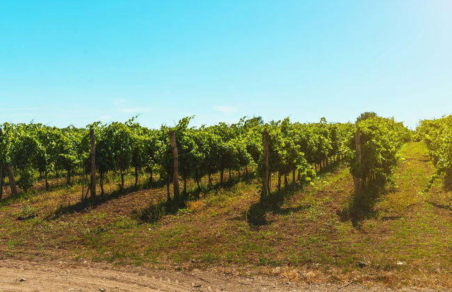 Winery Tour in Paestum - Foto 7