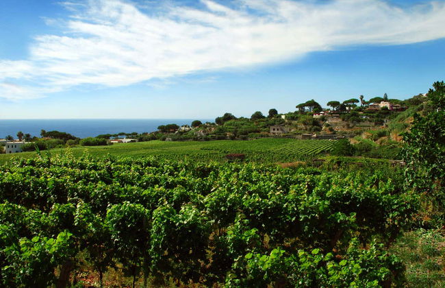 Winery Tour in Paestum - Foto 6