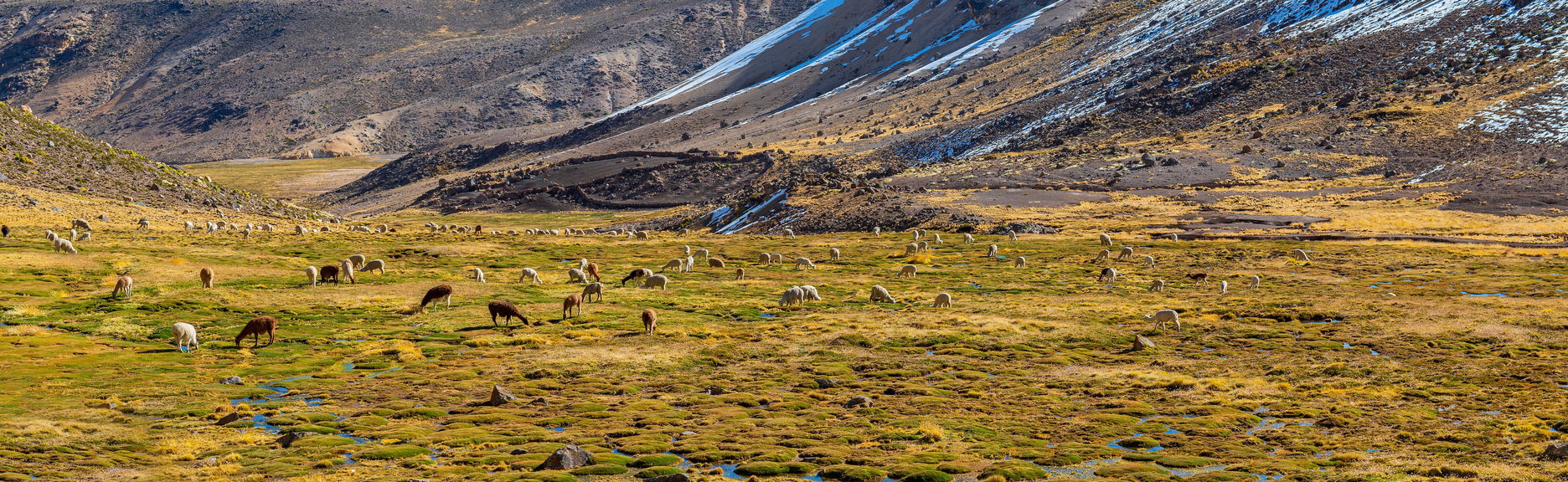 Day Trip to the Salinas y Aguada Blanca National Reserve + Puno - Foto 1